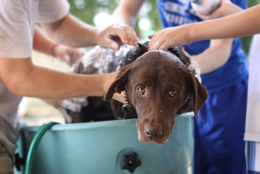 How to Properly Bathe Your Dog or Cat
