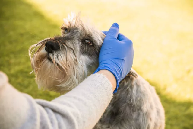 pets with sensitive skin 