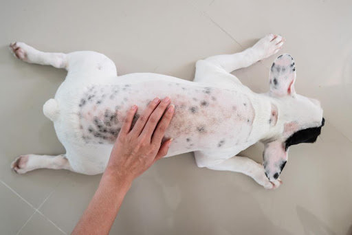 Overview of common skin sensitivities in pets