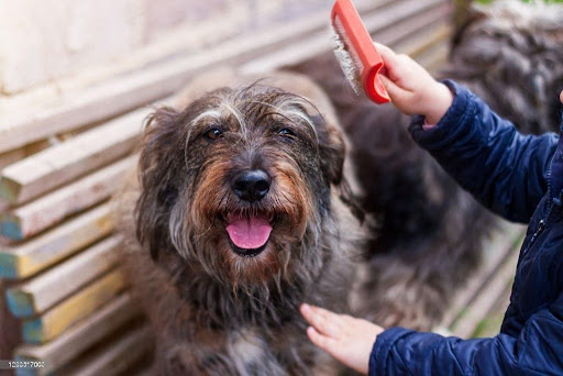 Pet dandruff