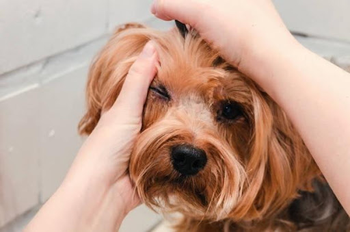 Know-how pet dandruff 