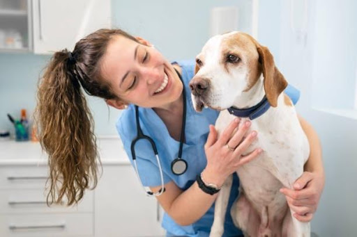 Veterinary care 