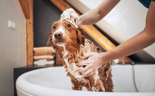 Tips for Using Pet Cologne
