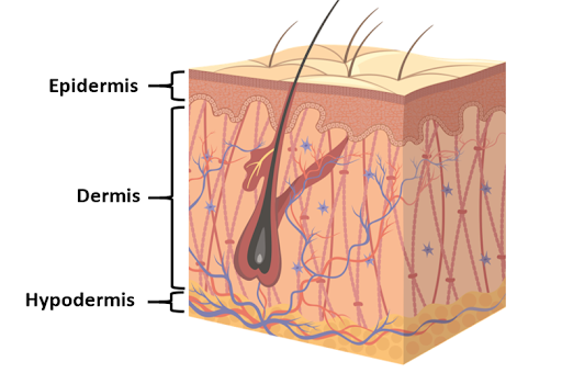 The Structure Of A Dog’s Skin


