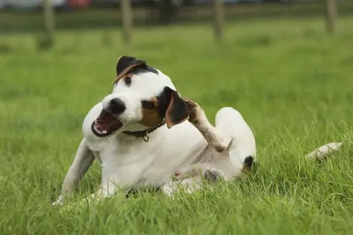 Can I Spot The Yeast Infection In My Dog's Ear