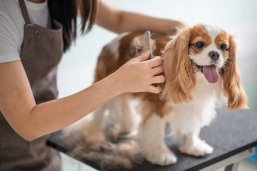 6 Major Causes of Hair Loss In Dogs