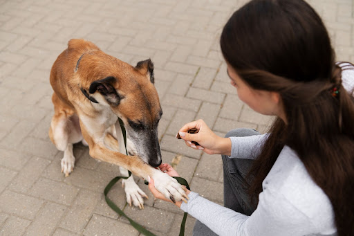 Preventing and Managing Your Dog’s Fall Allergies
