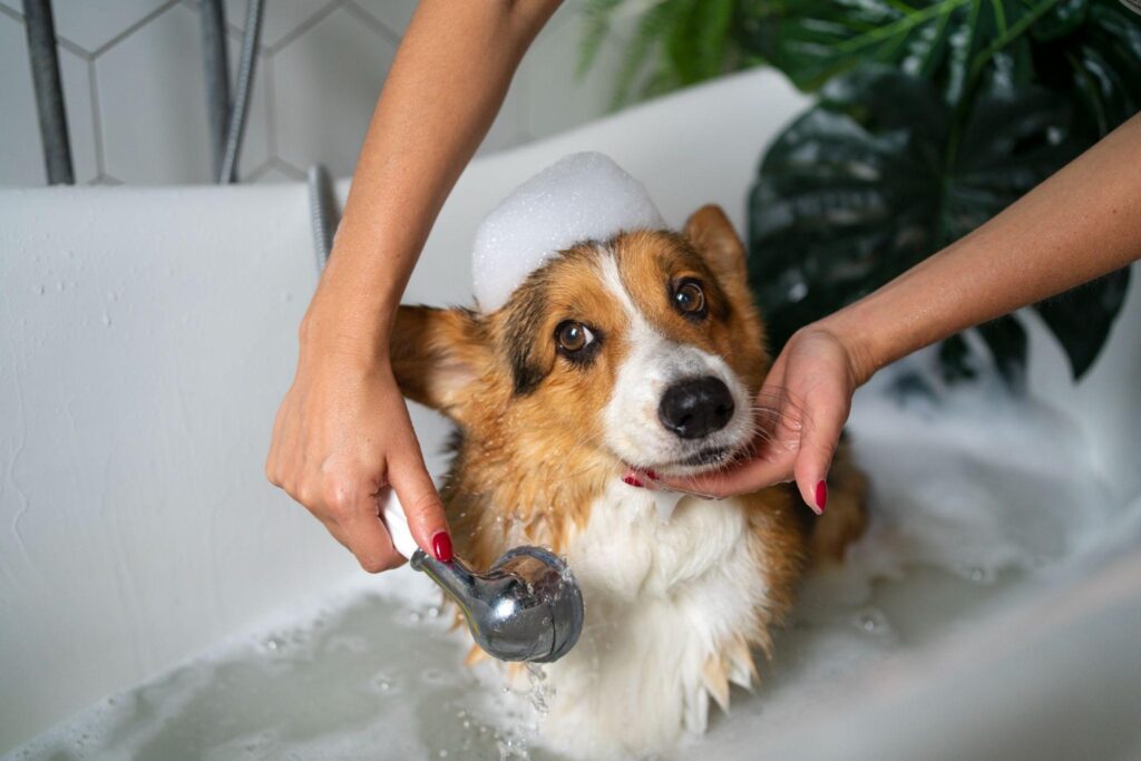 Why Vegan Conditioner for Dogs?  A deep dive