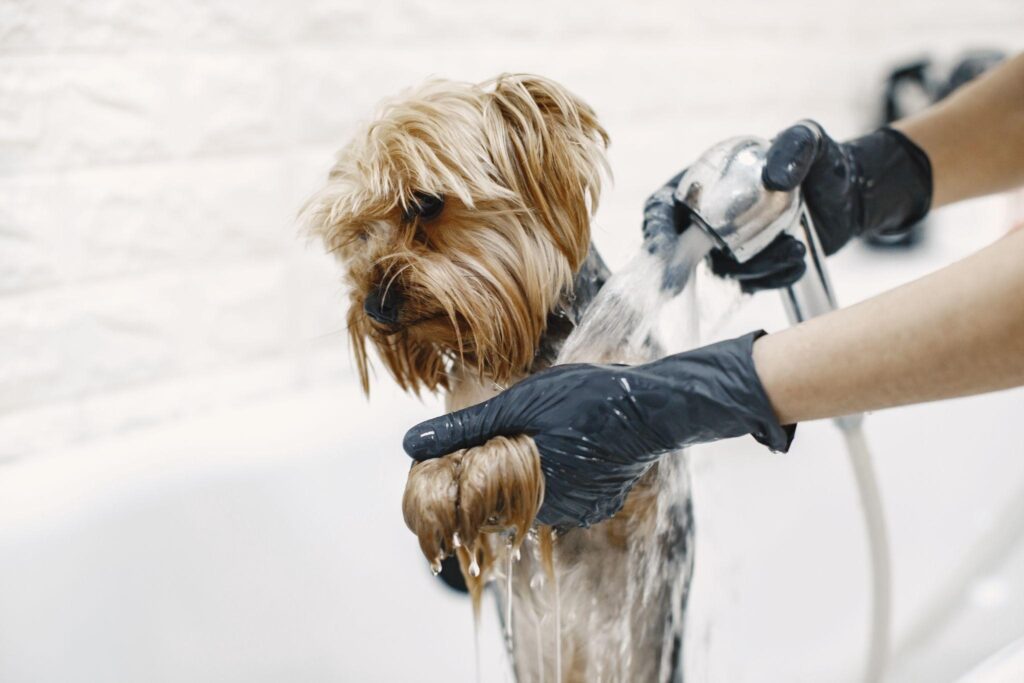 Tips for Choosing the Right Vegan Conditioner for Dogs