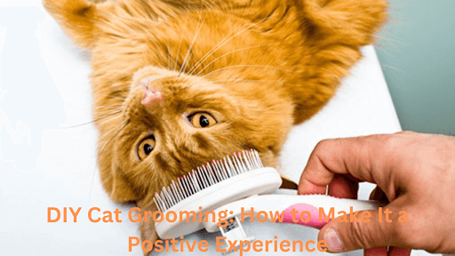 DIY Cat Grooming: How to Make It a Positive Experience