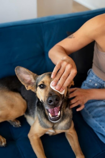 WHY GROOMING IS NECESSARY FOR DOGS 