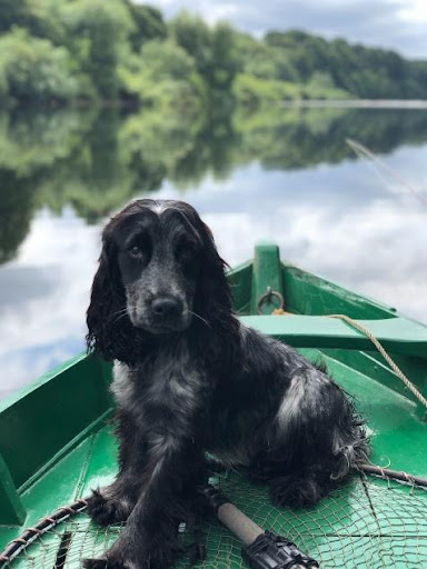 Boat Travel with Dog
