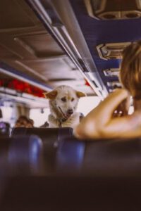 TRAVELING WITH DOGS BY BUS