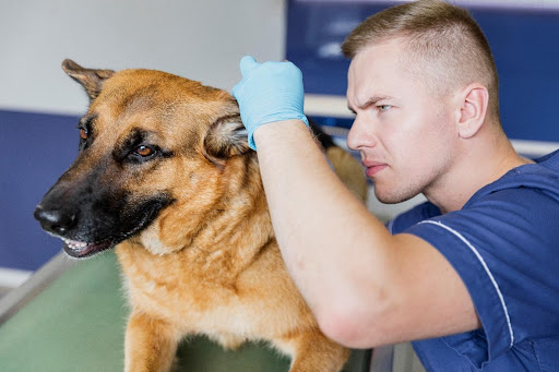 How frequently should do pet ear cleaning