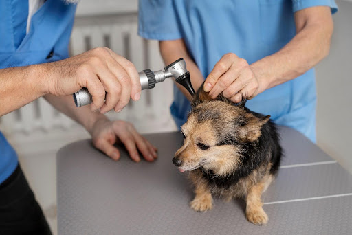 The Benefits of Regular Pet Ear Cleaning