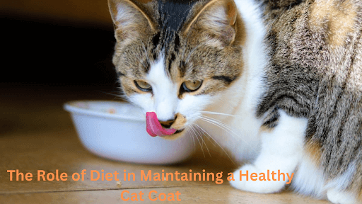 The Role of Diet in Maintaining a Healthy Cat Coat