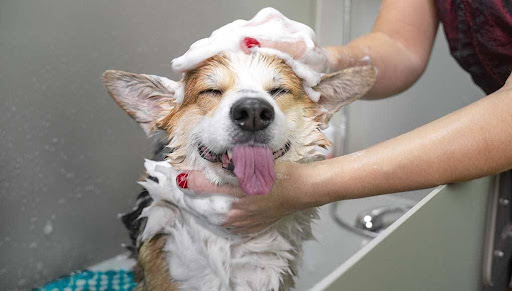 Importance of grooming your dog 