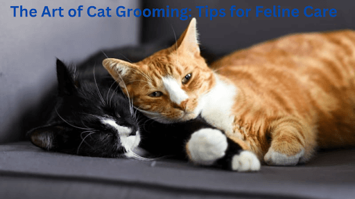 The Art of Cat Grooming: Tips for Feline Care