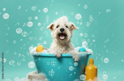 Advanced DIY DOG GROOMING TIPS
