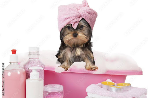 DIY Grooming Tips for At-Home Pet Care