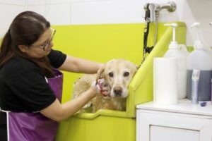 Application and Bathing Tips(pet shampoos)