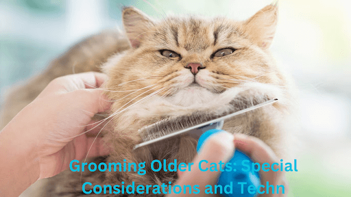 Grooming Older Cats: Special Considerations and Techn