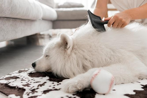 DOG BATH AND BRUSH